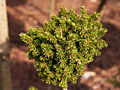 Picea orientalis Minima Wells IMG_5125 (VALENTA) Świerk kaukaski